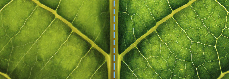 Close-up of leaf veins split into two decorative panels