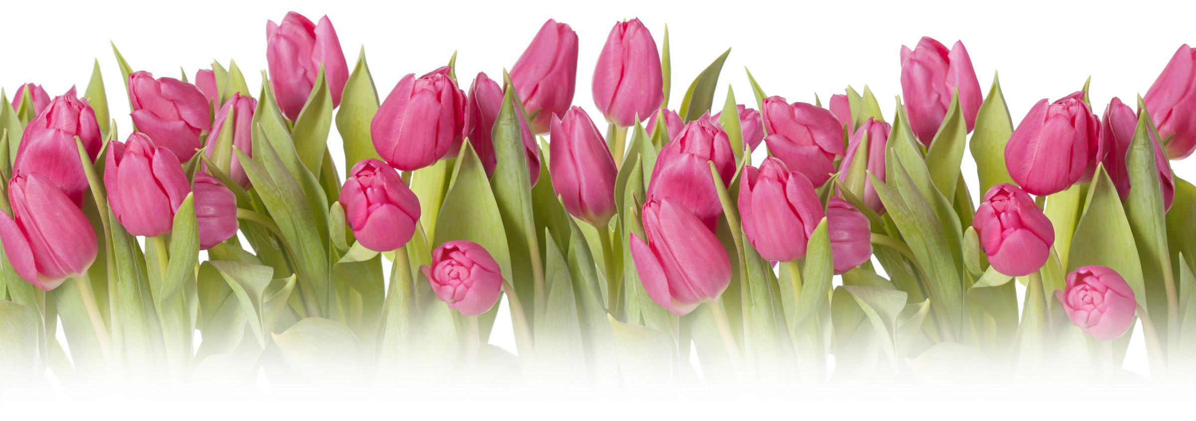 Tulip flowers on white background